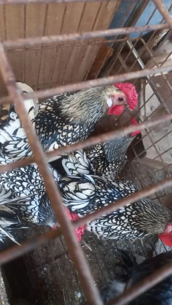 Galinhos sebright prata  - Foto 2