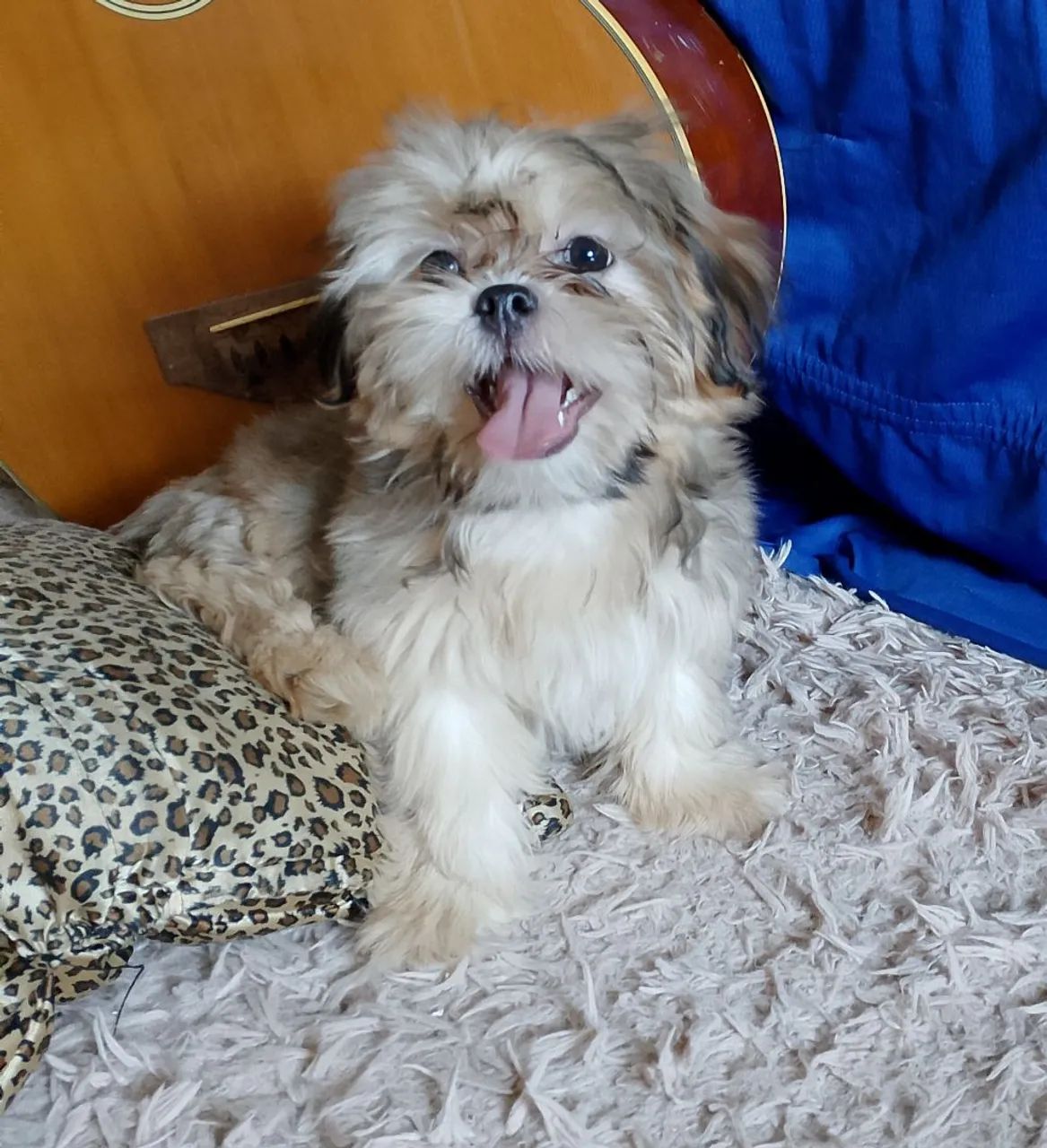 Filhote de Shih Tzu  fêmea  - Foto 4