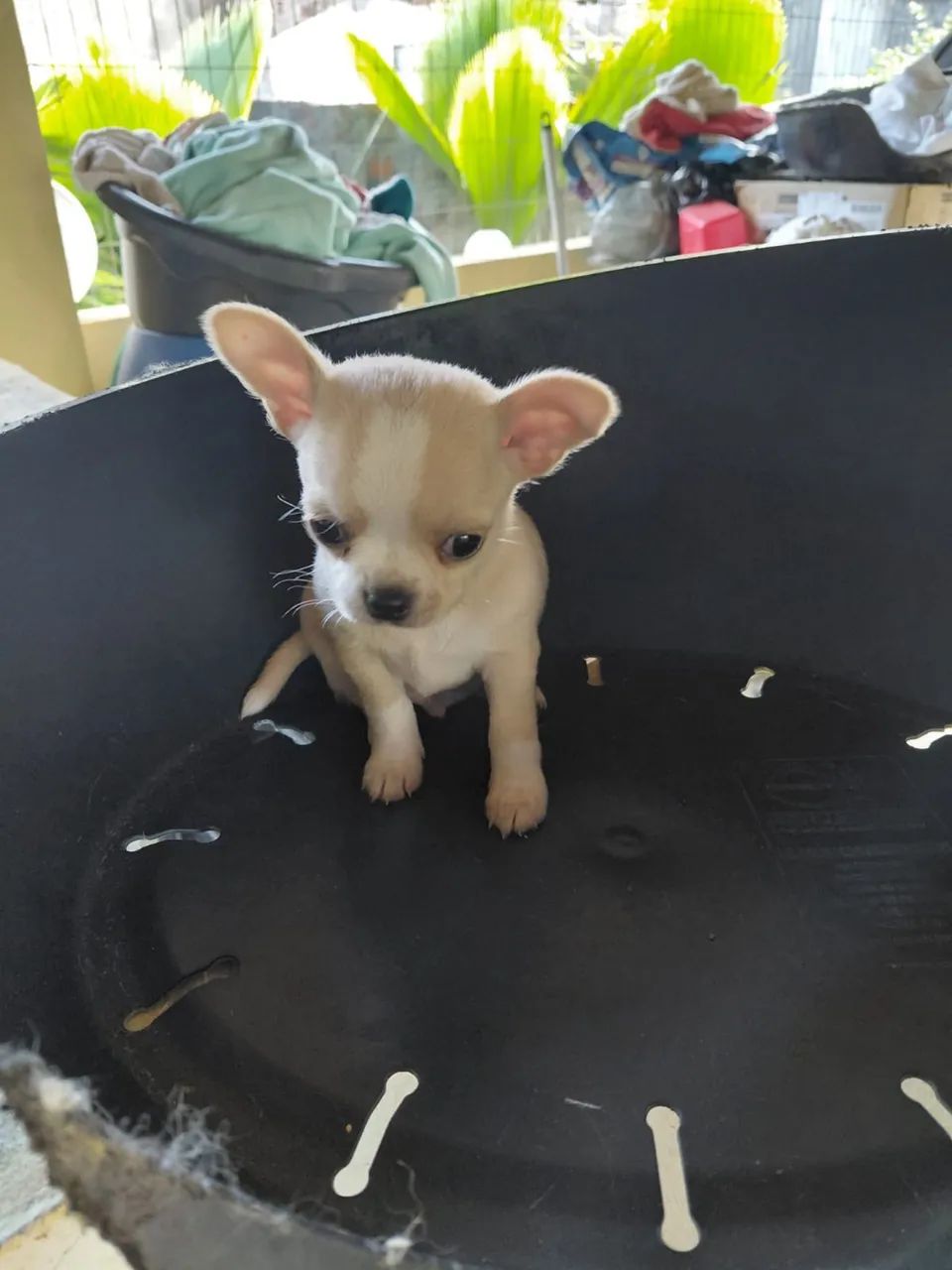 Chihuahua CBKC macho branco/creme
