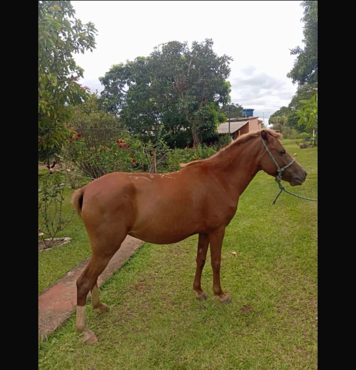 Cavalo