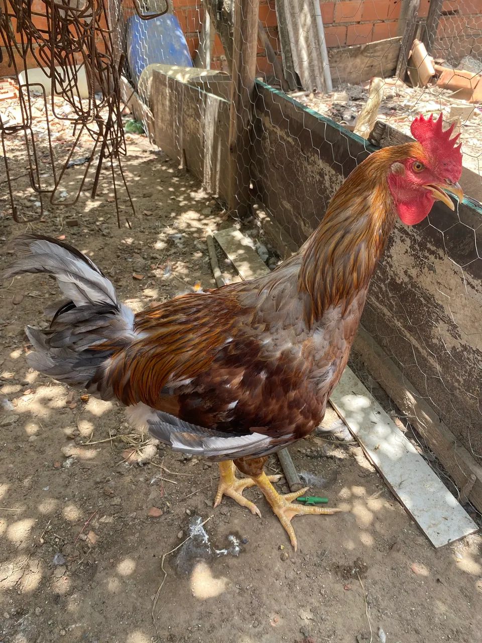 Vendo um frango barão gbs novo  - Foto 2