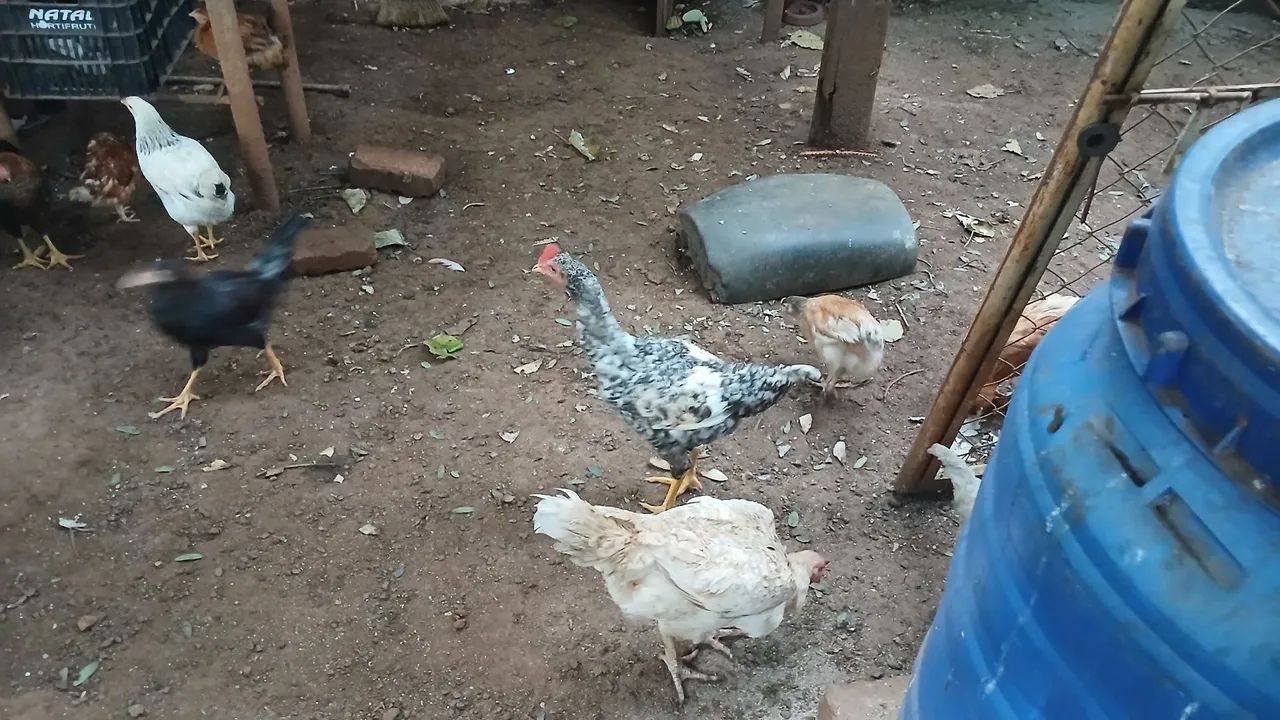 Frango  - Foto 3