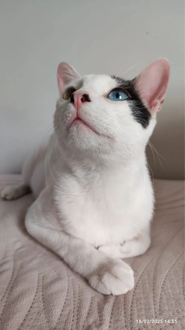 Gato doação  - Foto 5