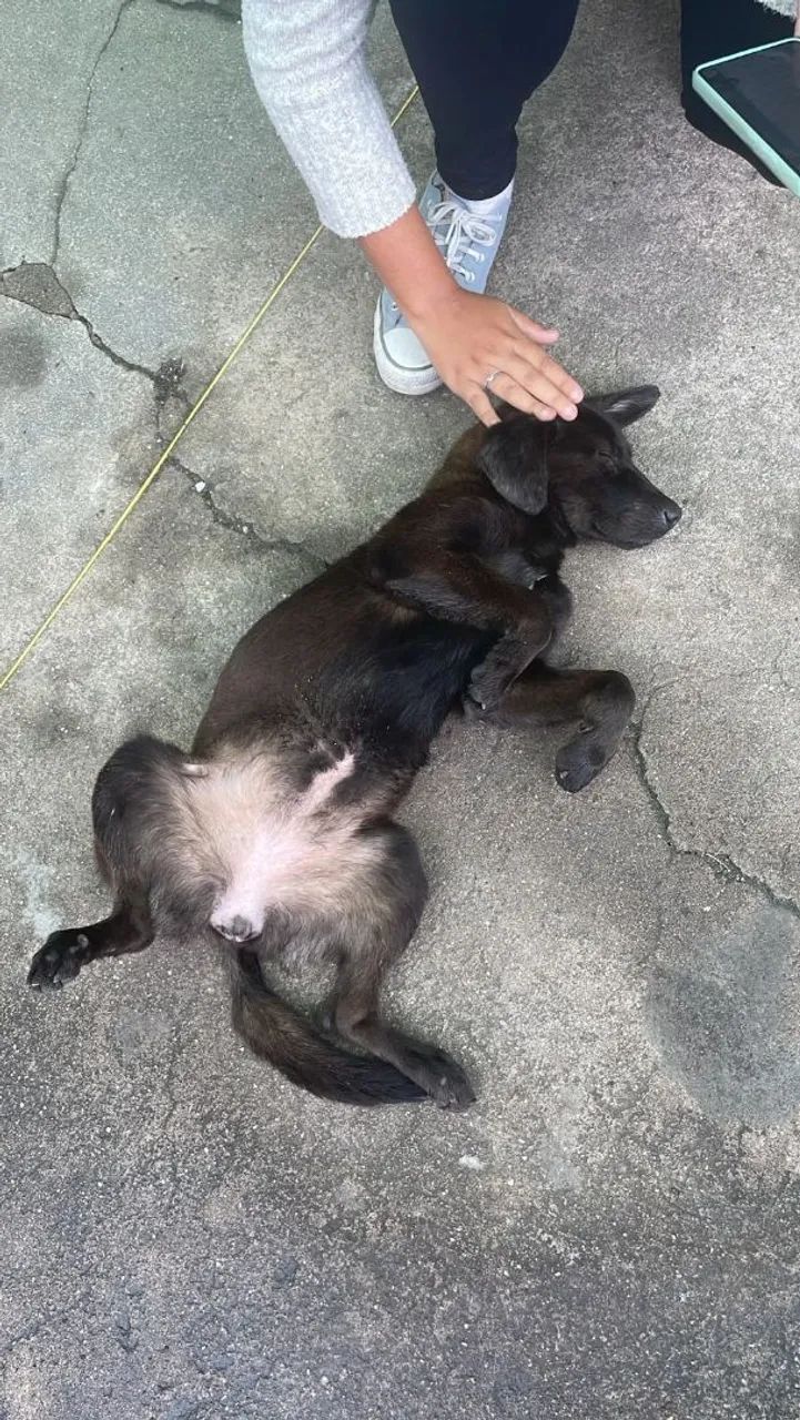 Cachorrinha Cacau - Foto 3