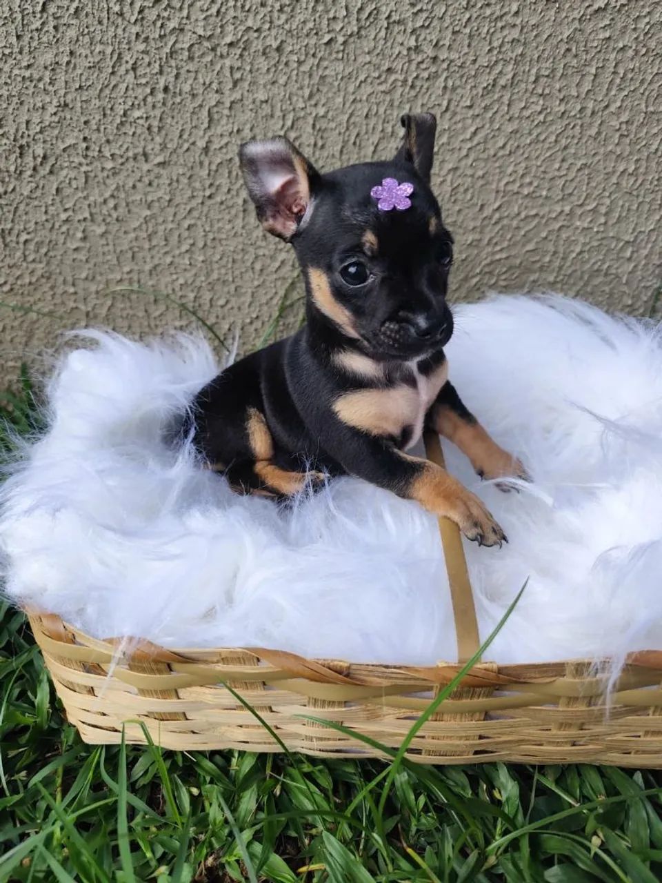 PINSCHER 