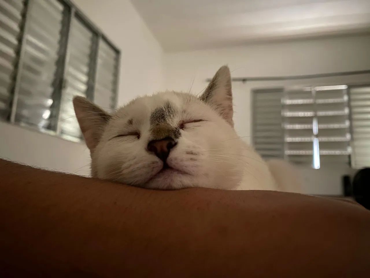 doacao de gata femea - Foto 6