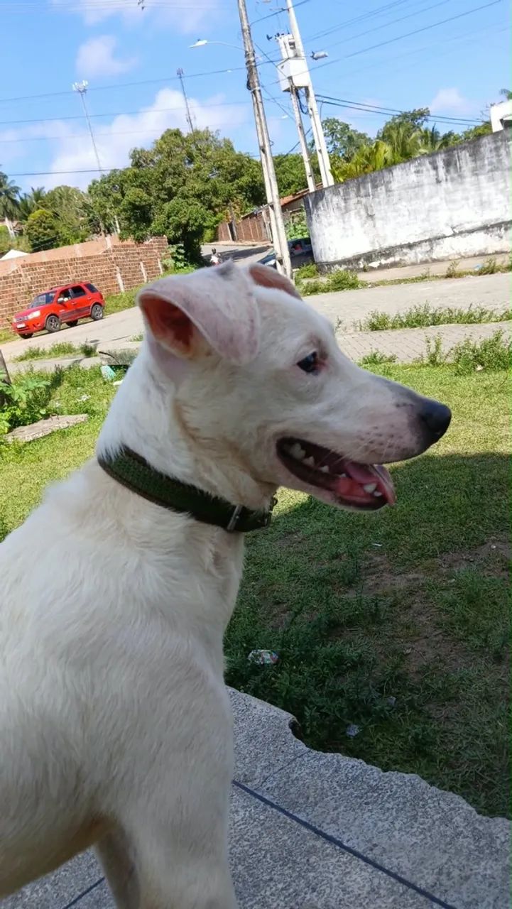 adoção responsavel - Foto 2