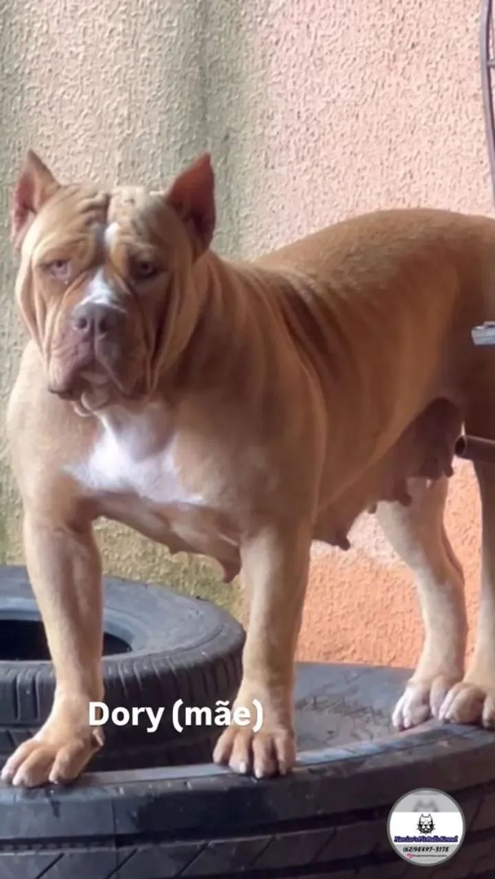 Pit Monster Macho  - Foto 4