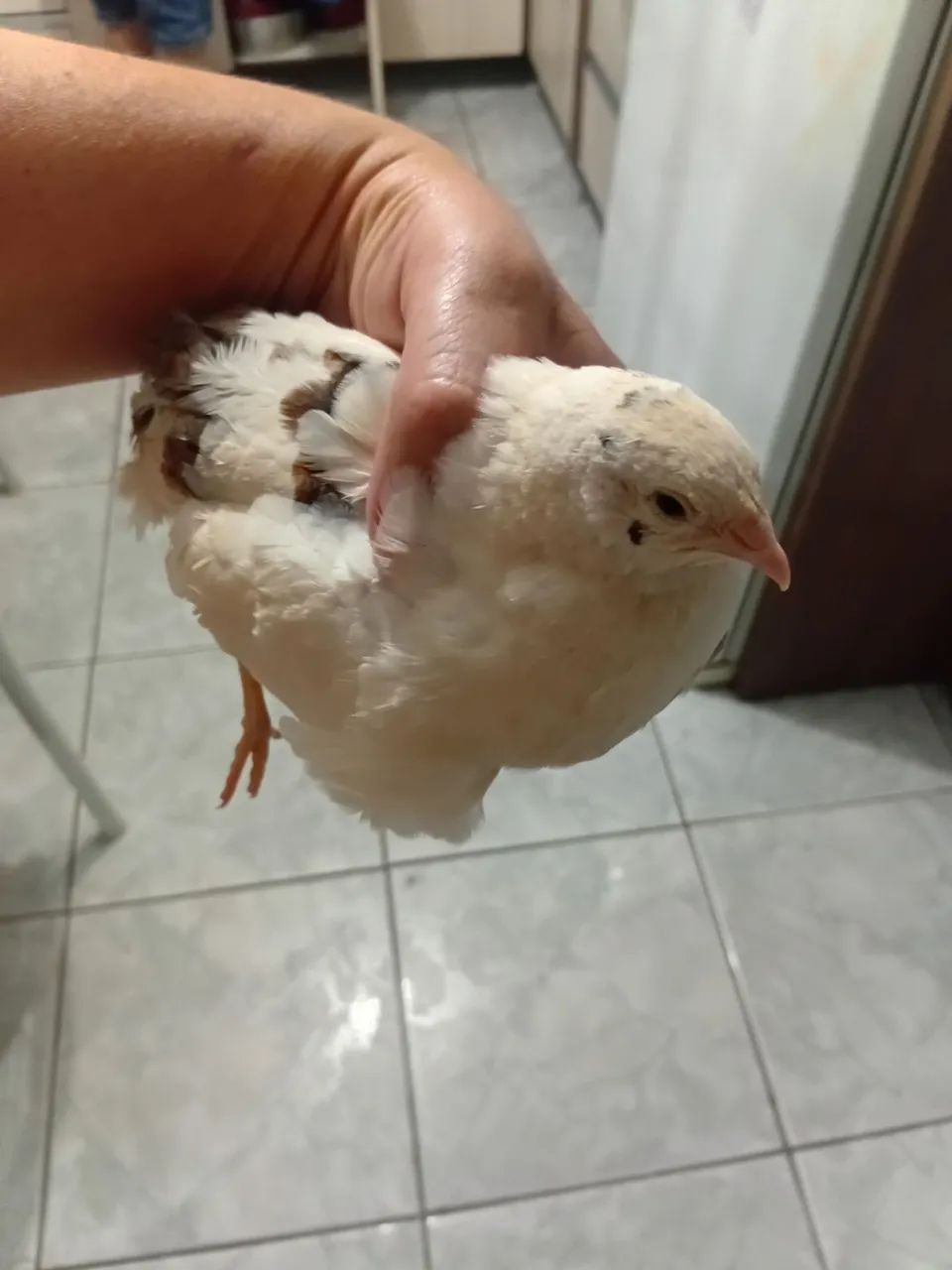Macho codorna gigante