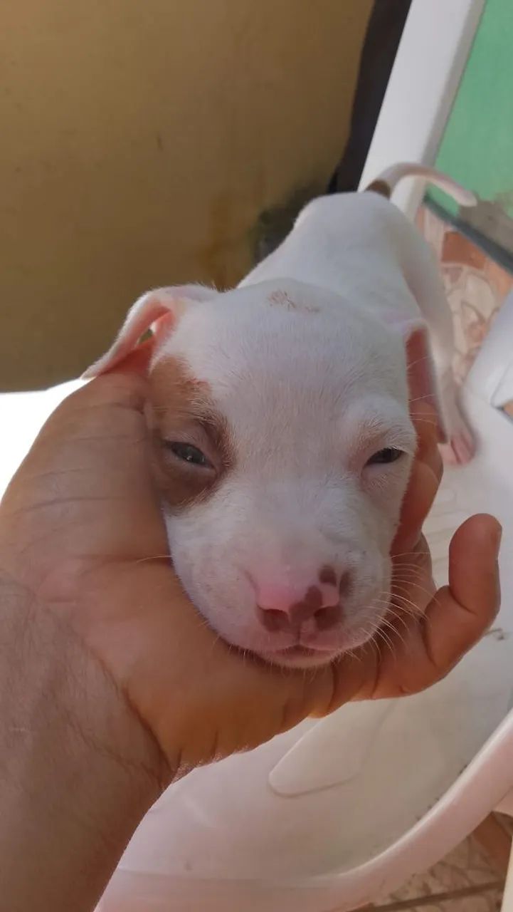 VENDO PITBULL