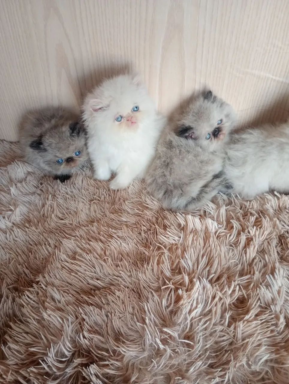 Gatinho persa himalio  - Foto 4
