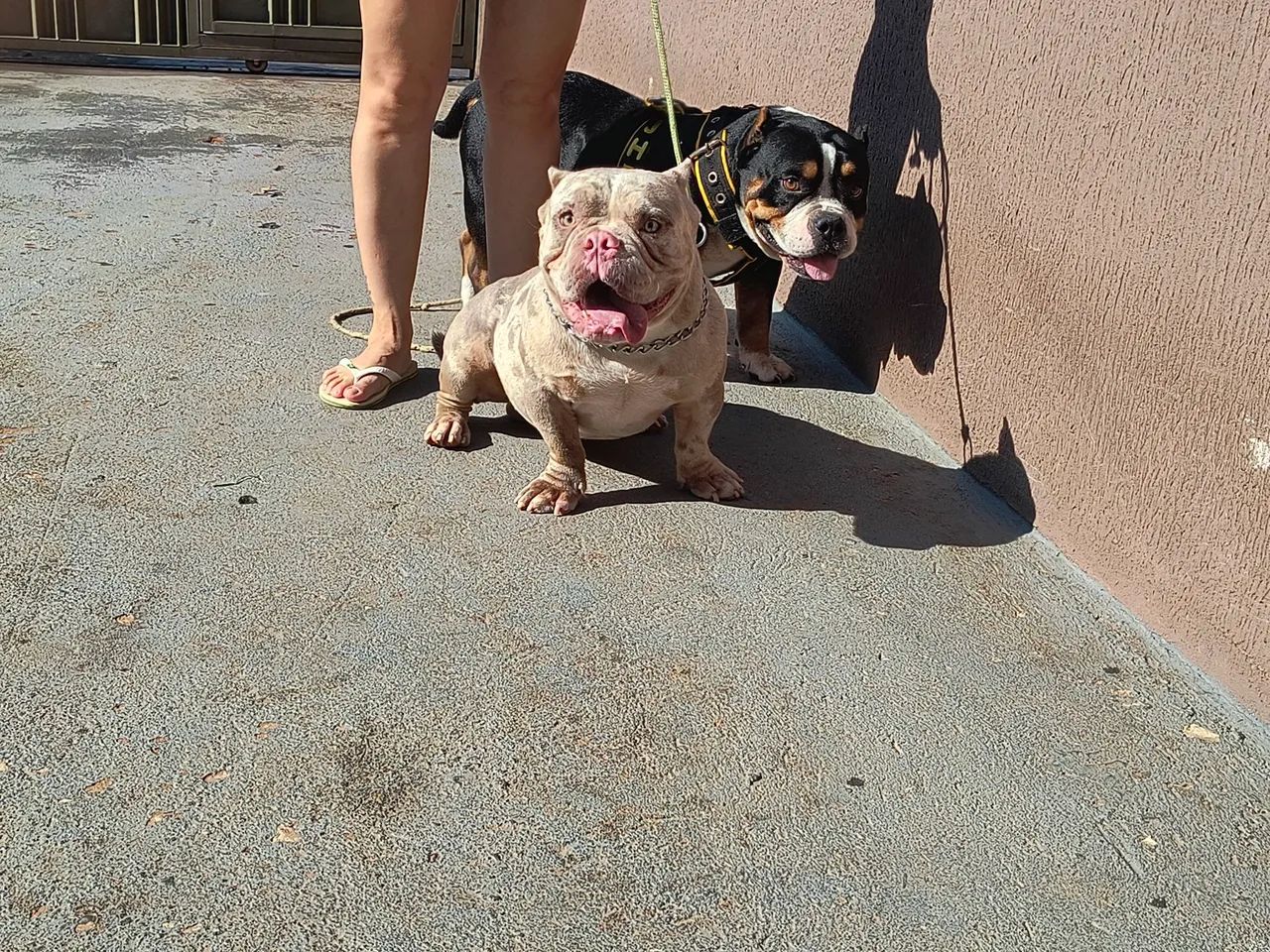 Américan Bully micro. - Foto 5