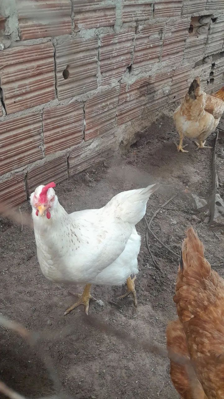? galinhas - Foto 3