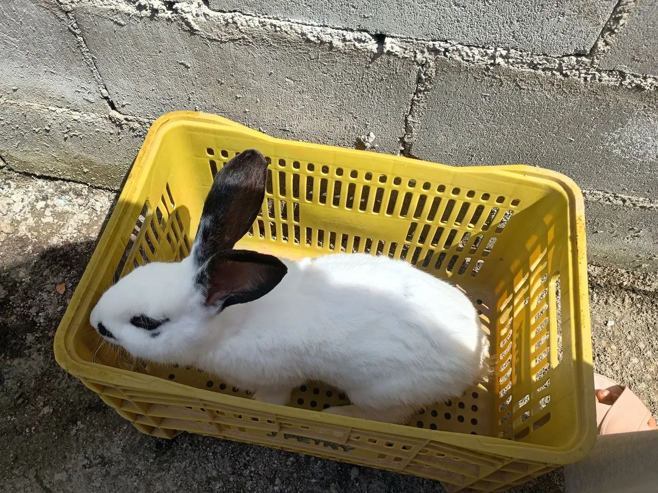 Vendo coelhos 
