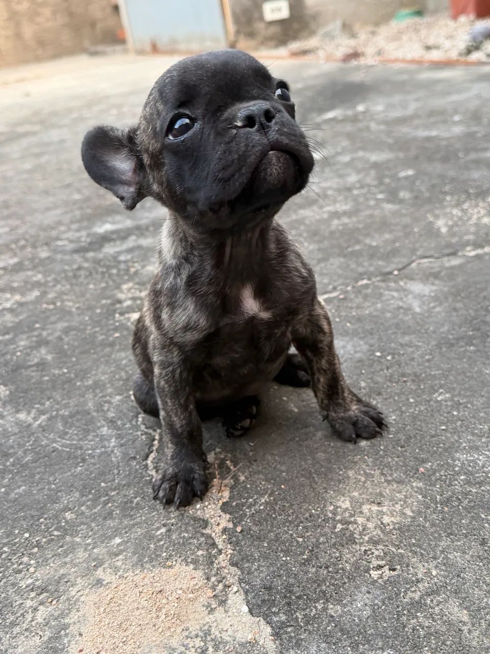 Buldogue Francês  - Foto 2