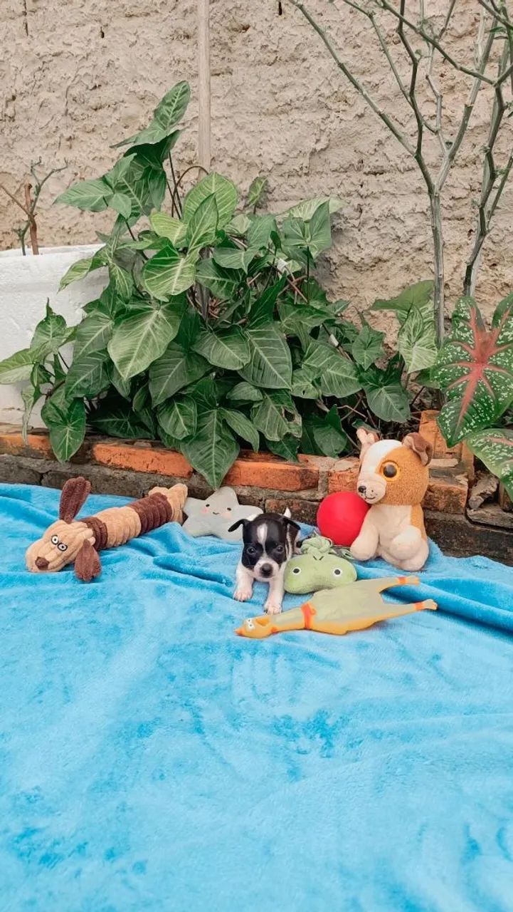 Pinscher n°0. - Foto 4
