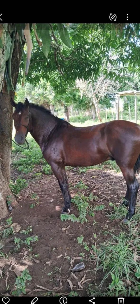 Cavalo manga larga Machador  - Foto 2