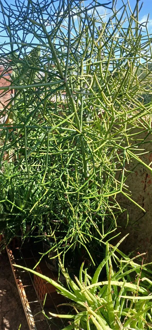 Plantas babosa e aveloz - Foto 3