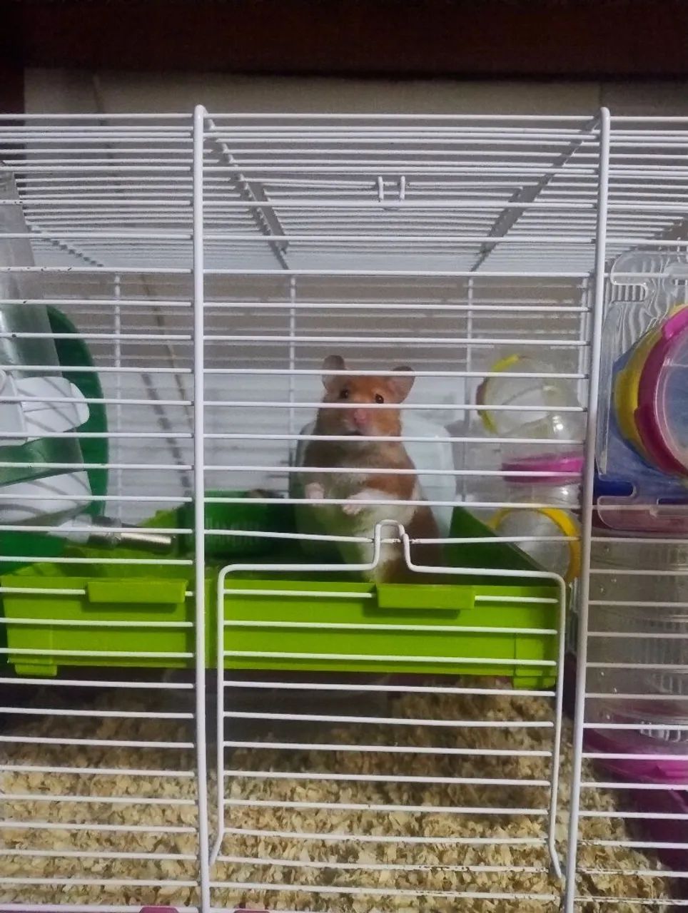 Gaiola hamster completa  - Foto 4