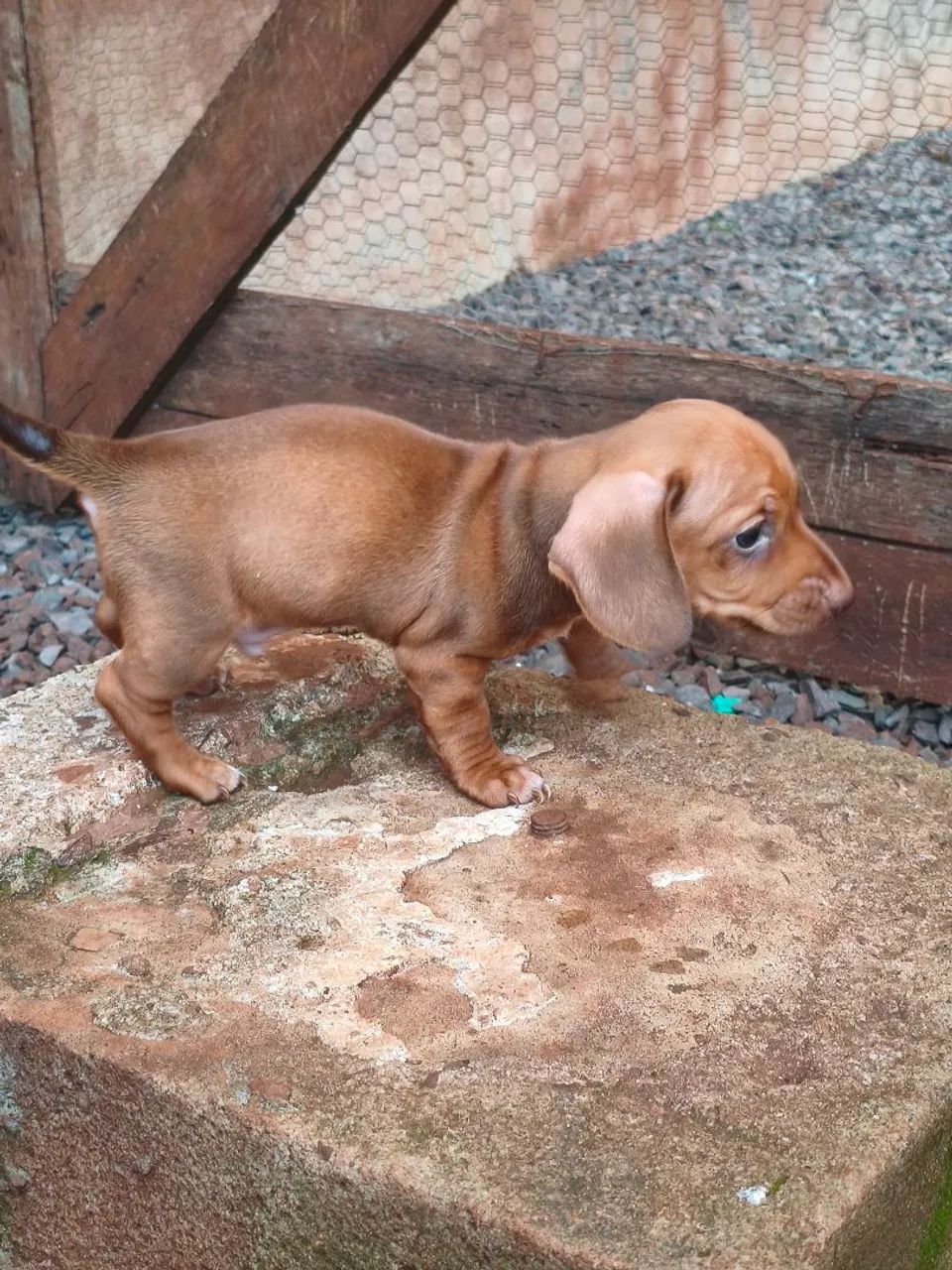Cofap mini Macho  - Foto 3