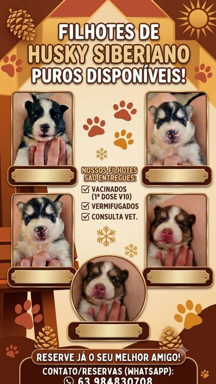 Filhotes disponíveis 