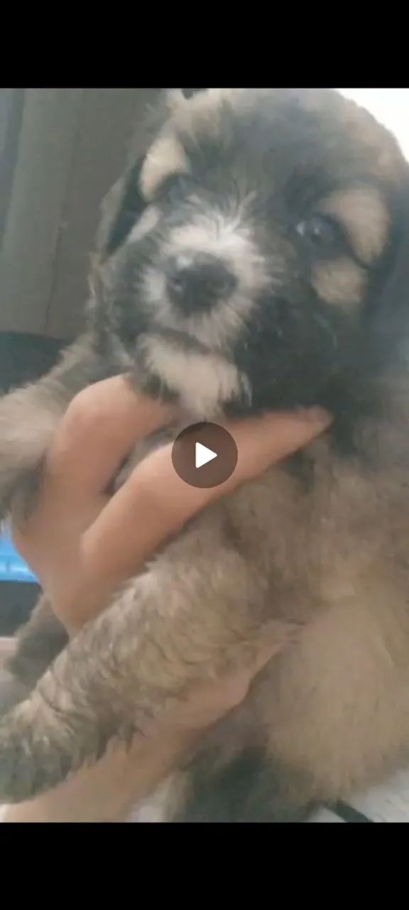 Cachorro poodle - Foto 5