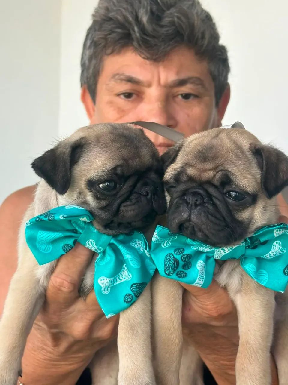 Pug - Foto 2