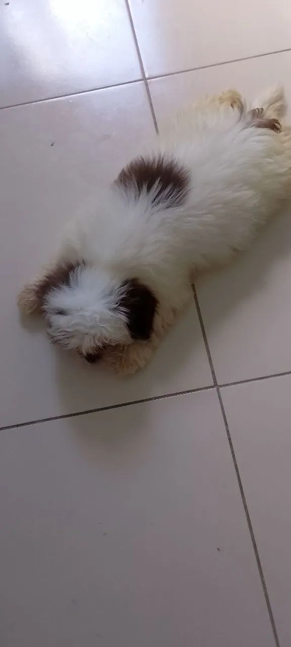 Cachorro shitzu  - Foto 2