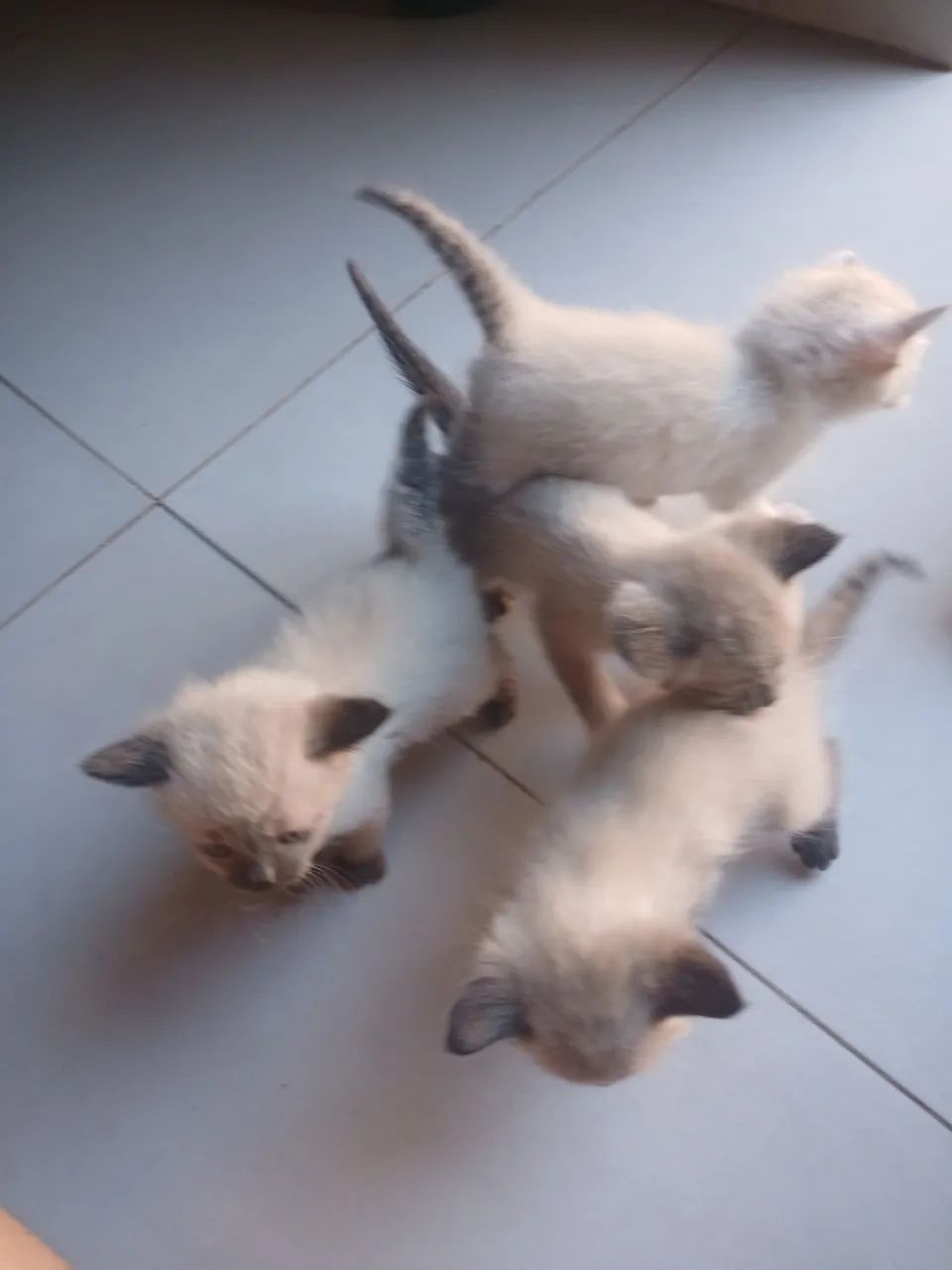 DOA- SE GATOS, TODOS SAUDÁVEIS! - Foto 3
