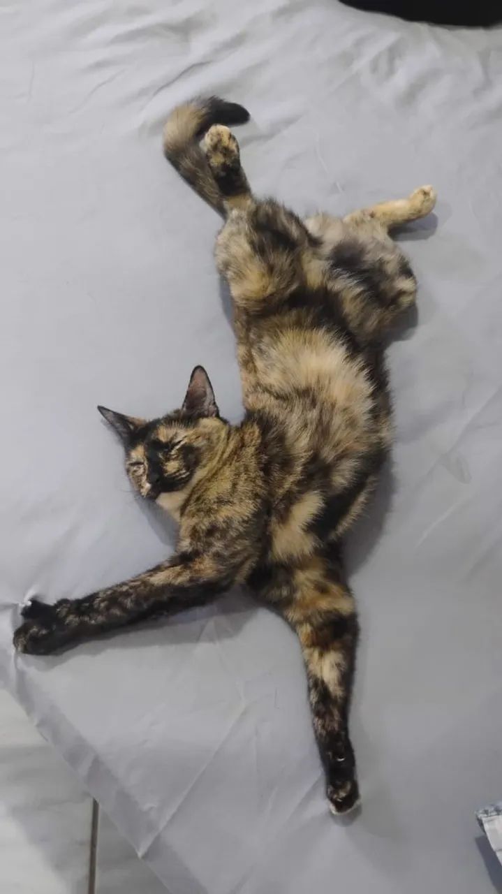 CUIDADORA DE ANIMAIS  - Foto 2