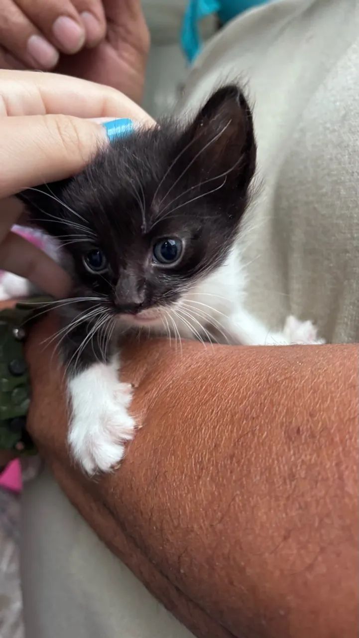 gatinhos para adoção  - Foto 3