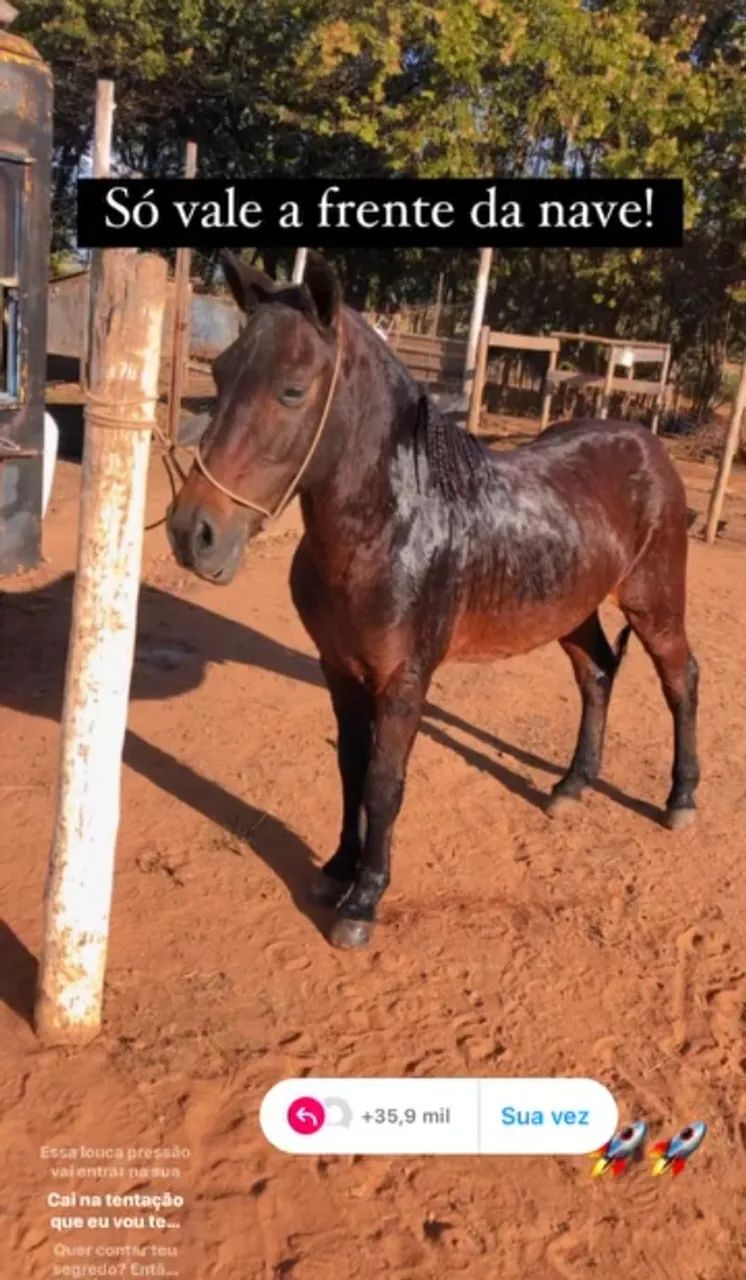 Cavalo 