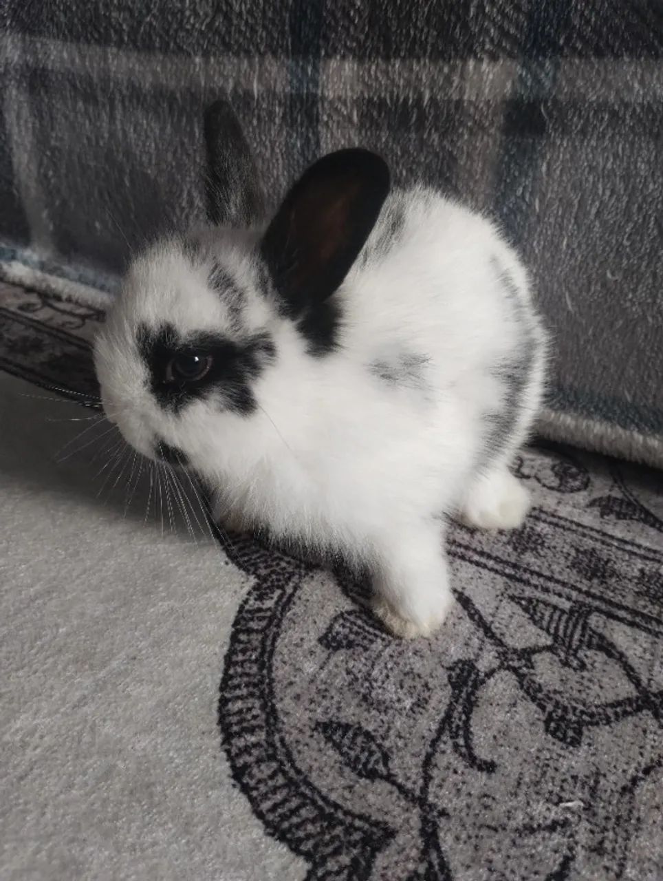 Vendo filhote de coelho 