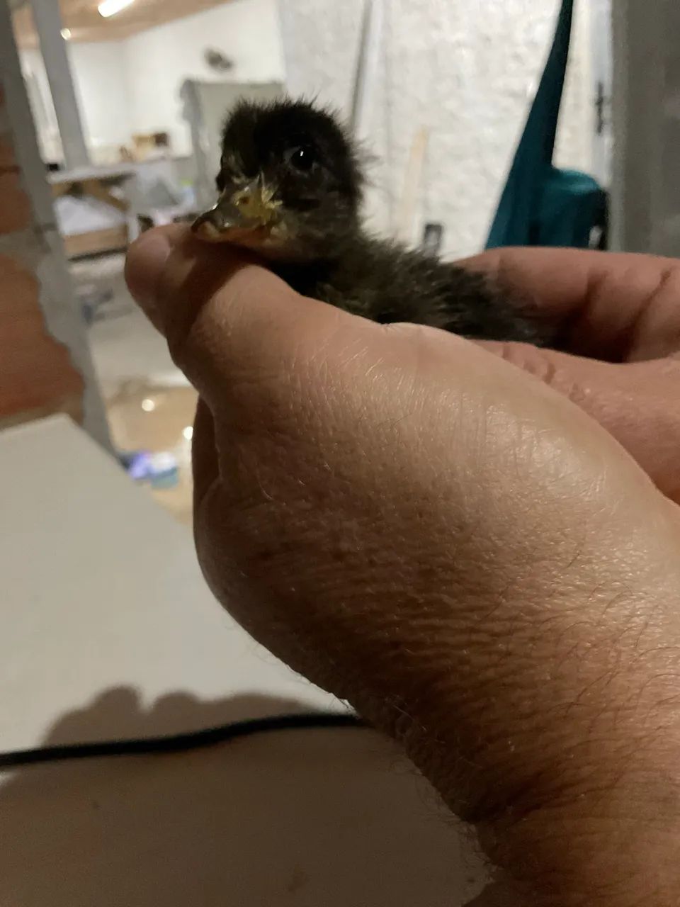 Marreco Pompom  - Foto 4