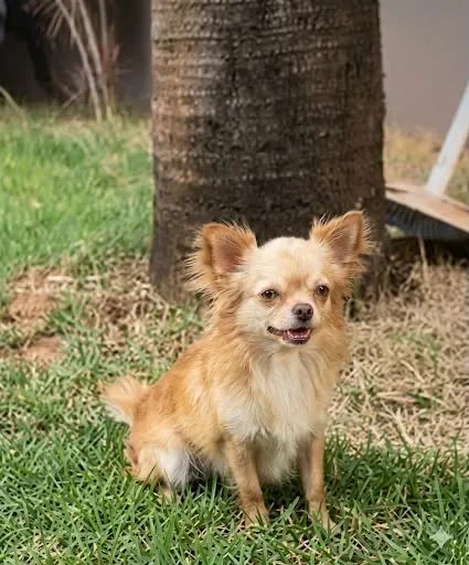 Chiuhuahua macho