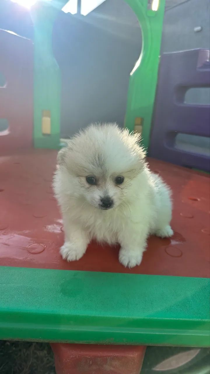 Spitz alemão macho  - Foto 5