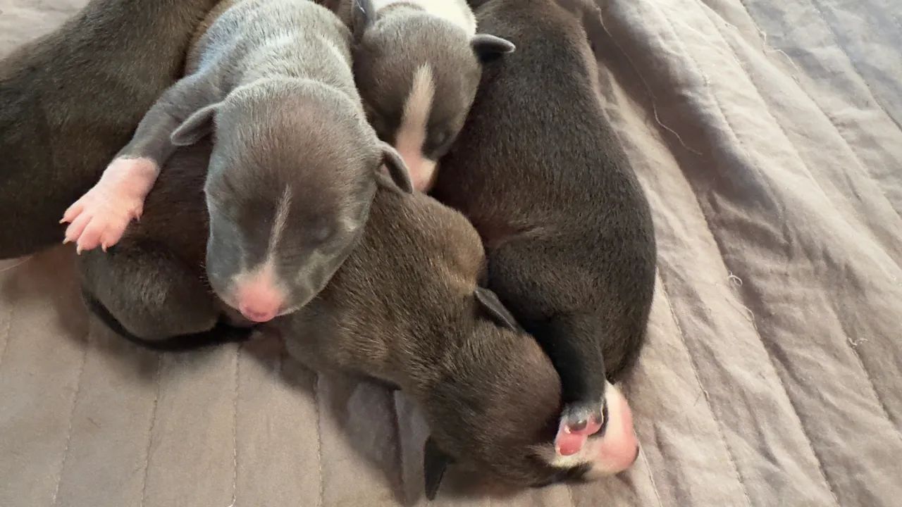 Galgo italiano 