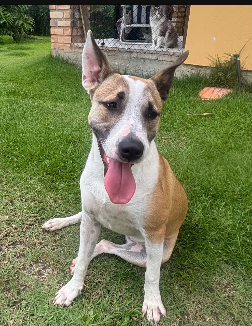 Para adoção responsável!  - Foto 4