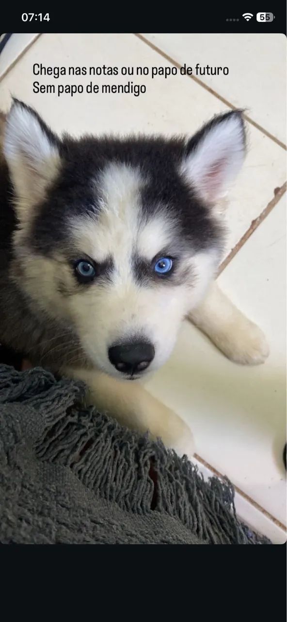Filhote de cachorro  - Foto 2