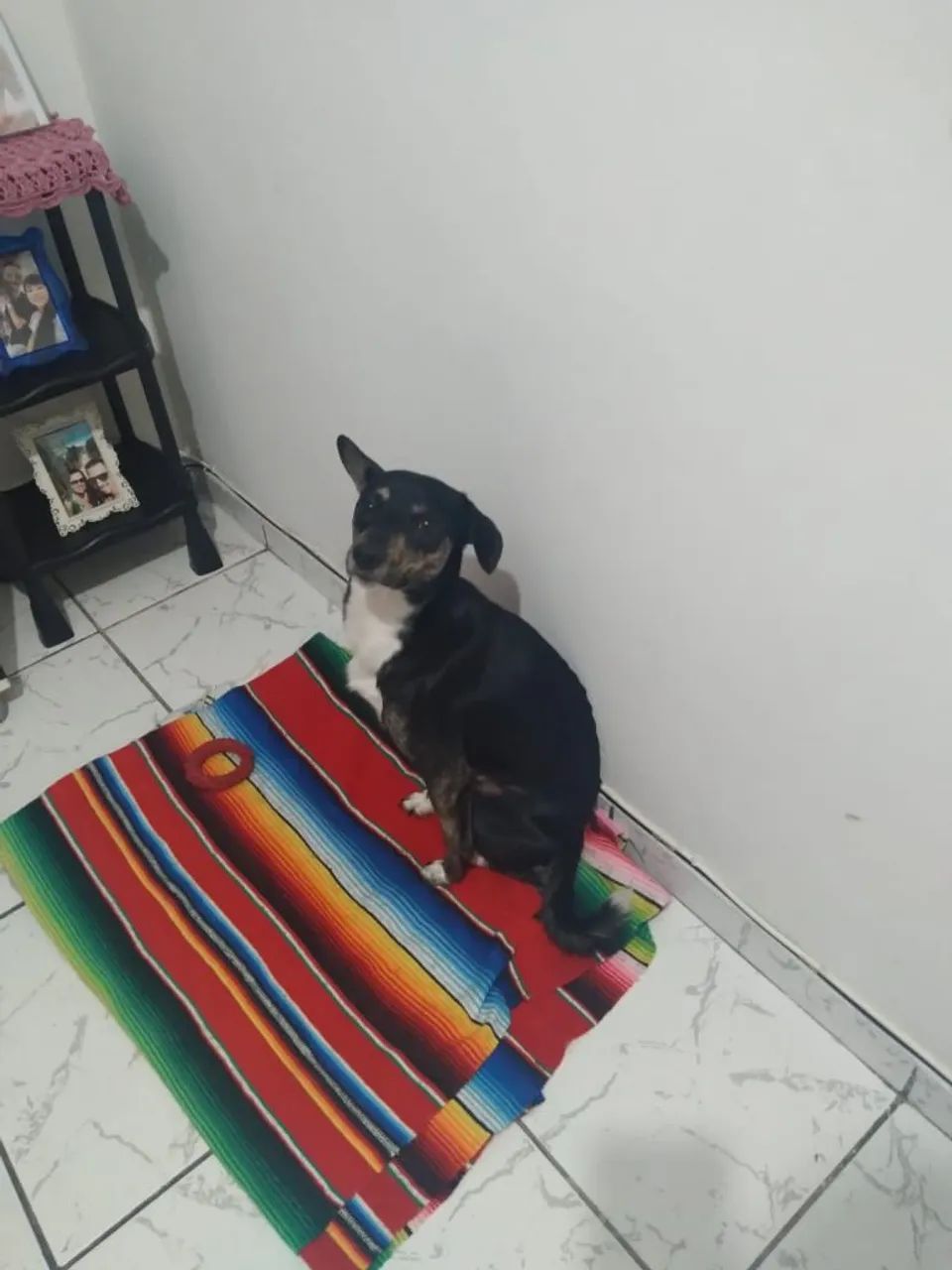 cachorro/cão Doação  - Foto 3