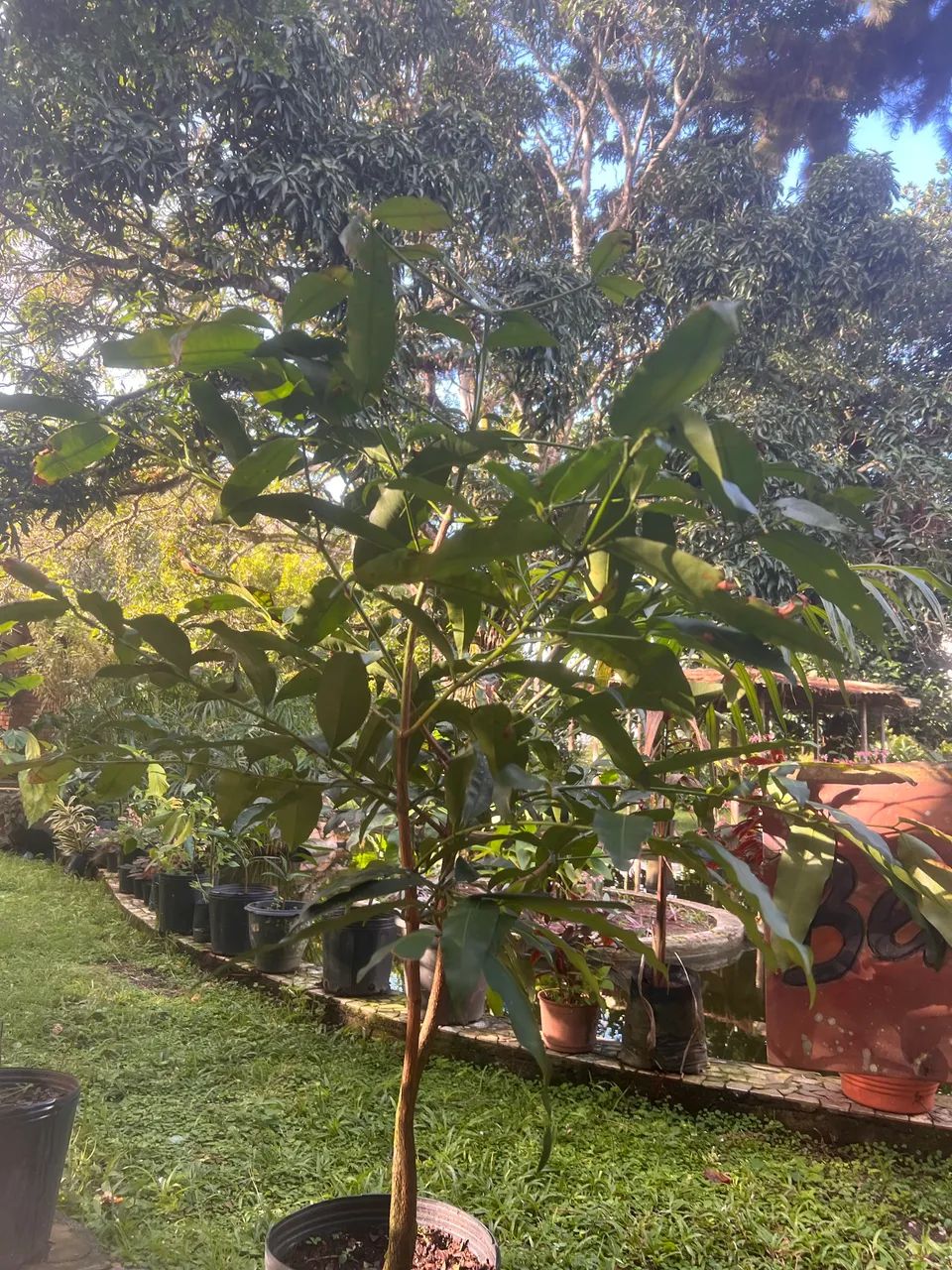 FRUTA ACHACHAIRU - Foto 5