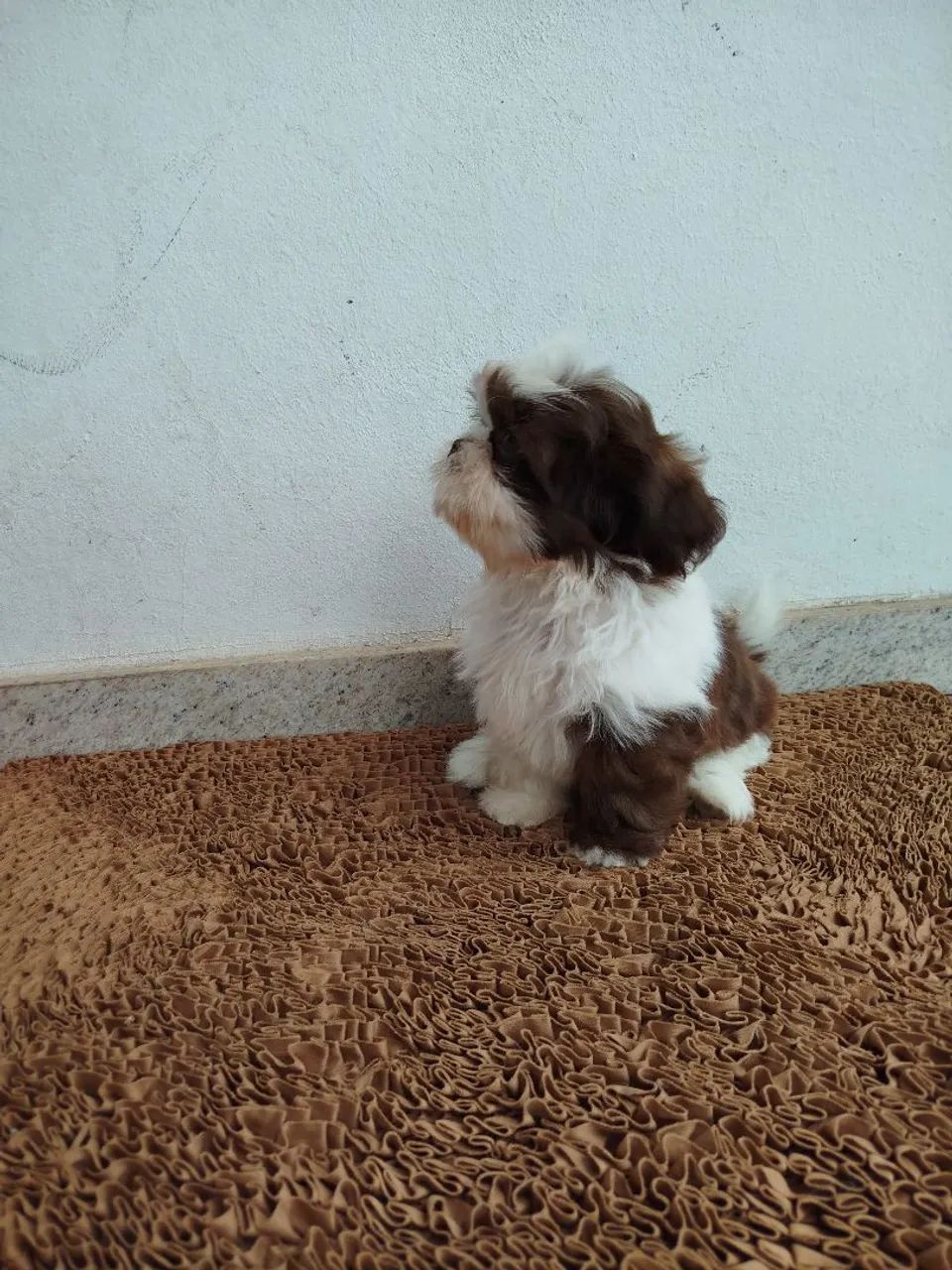 Shihtzu macho  - Foto 4