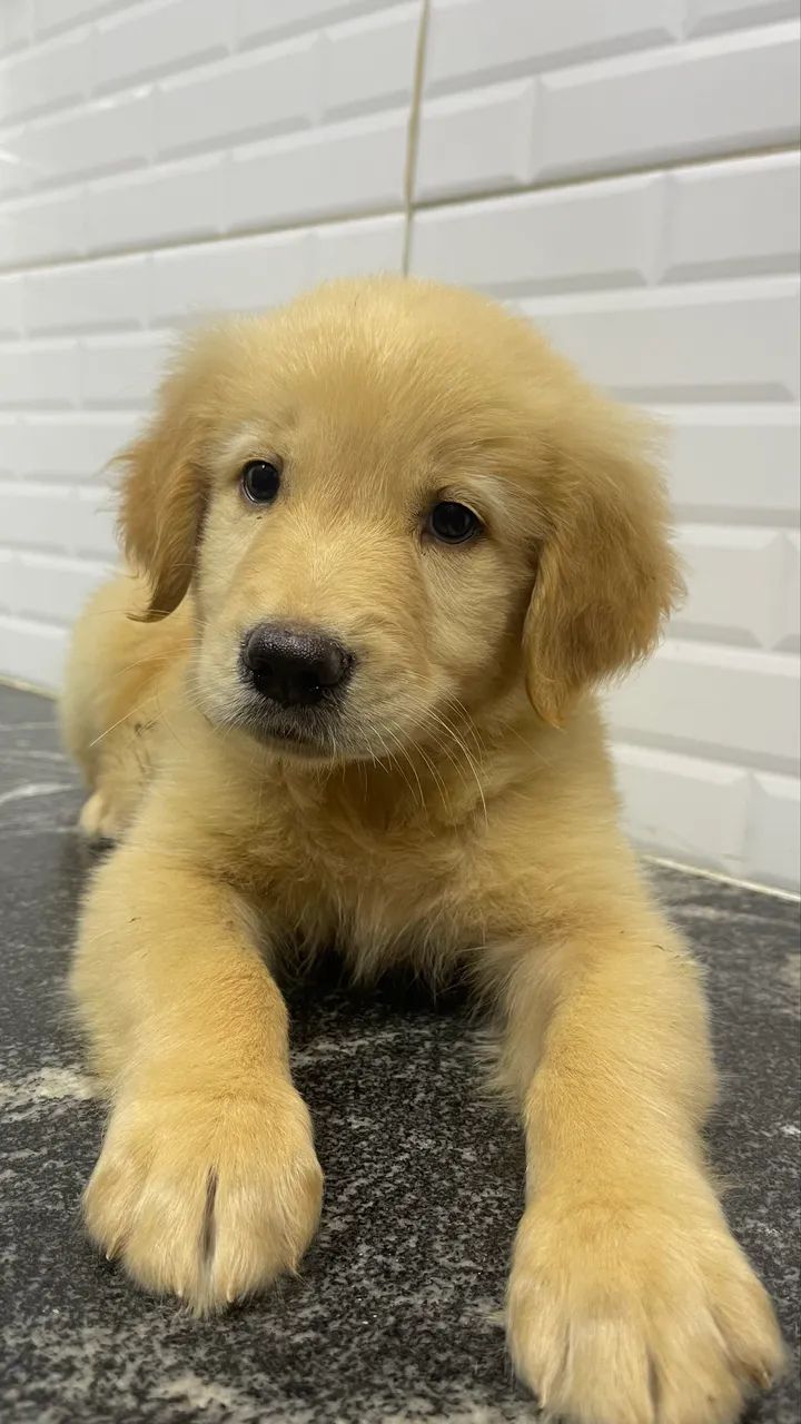 Golden Retriever  - Foto 4