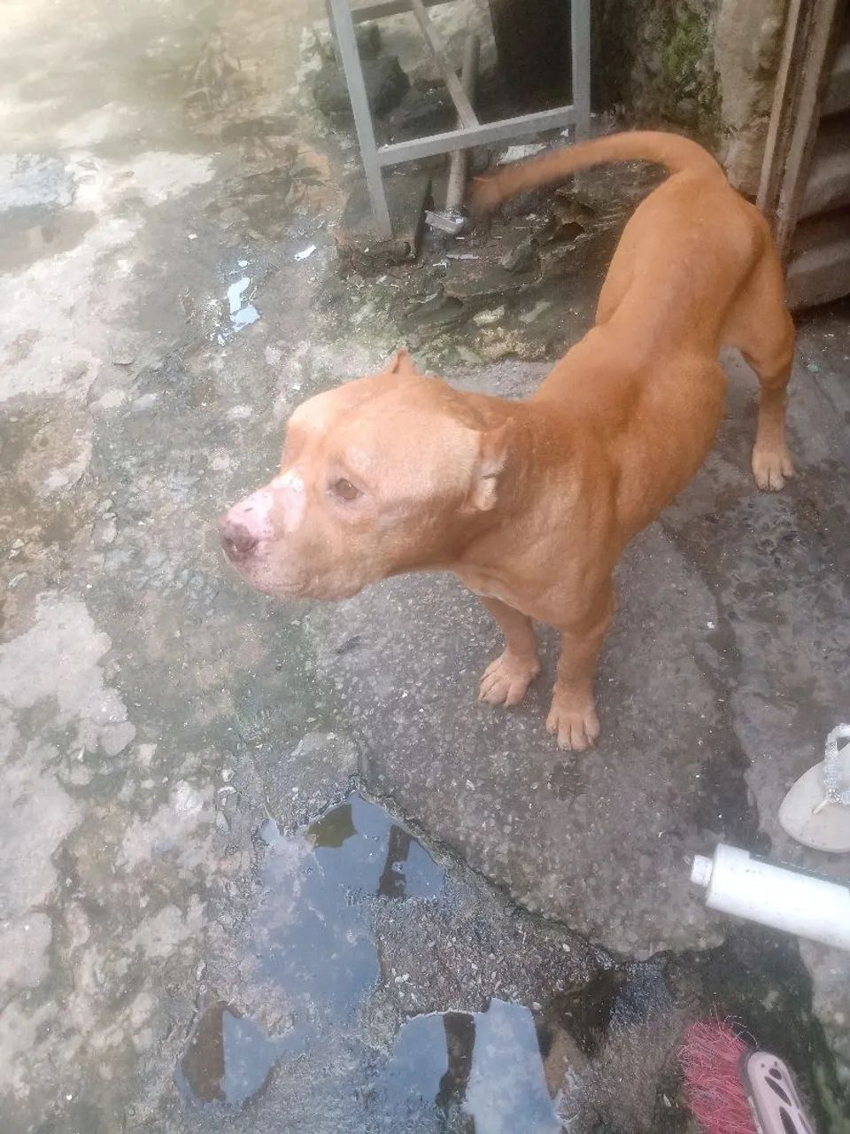 Doa se Pitbull  - Foto 5