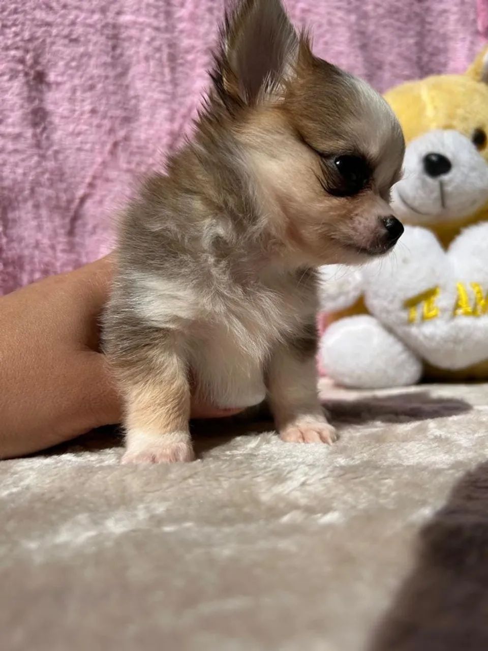 Vendo chihuahuas micro  - Foto 2