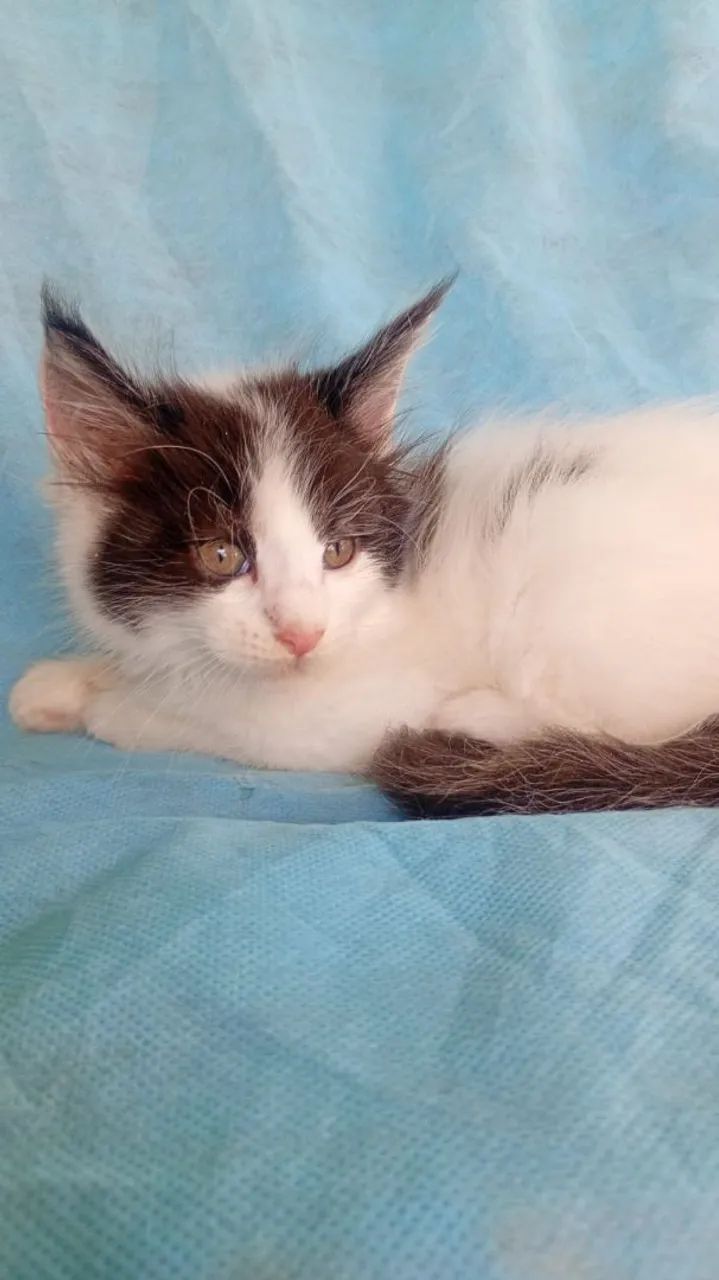 Gato Maine coon  - Foto 3