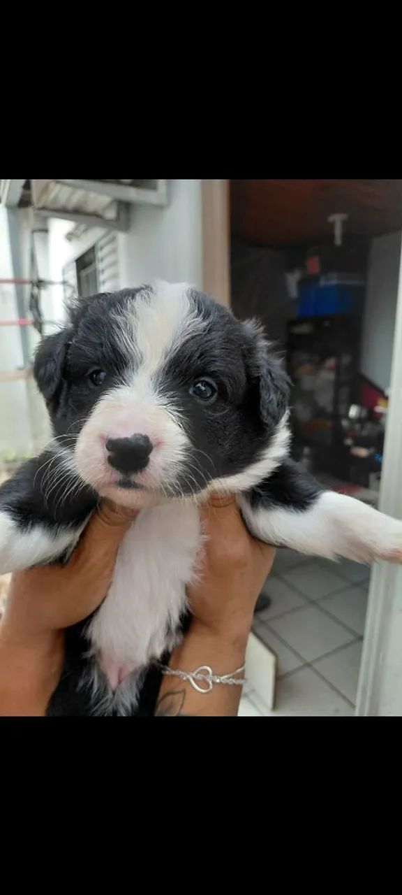 Border Collie  - Foto 4