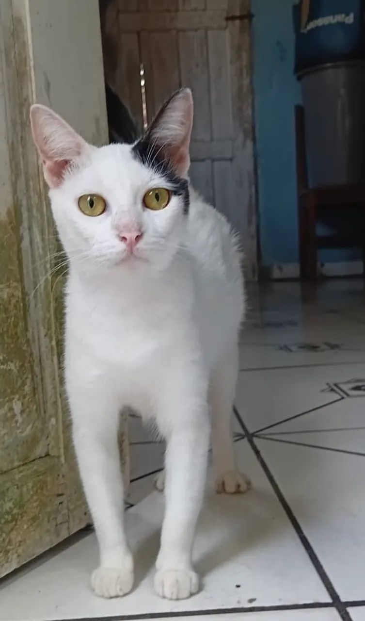 gatinha castrada