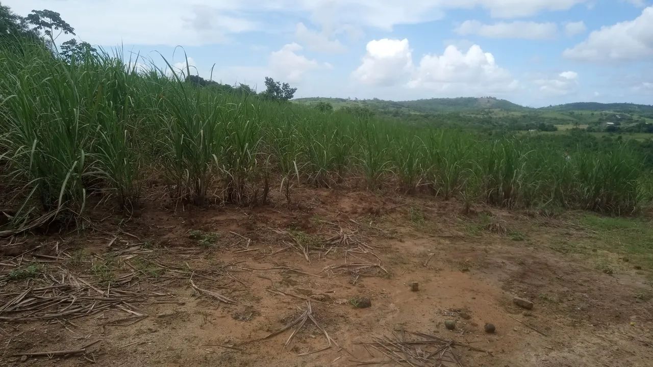 Vendo sítio em Chã de Alegria-PE - Foto 3
