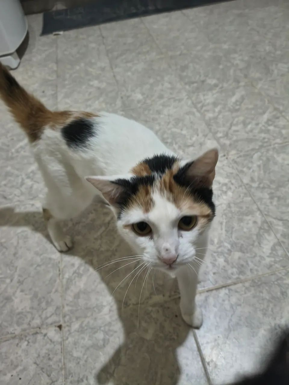 Adoção  - Foto 4